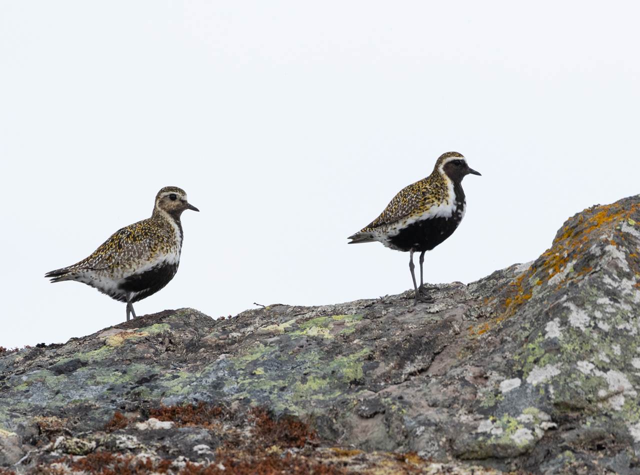 varanger photographic summer tour 13