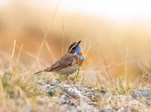 varanger photographic summer tour 1