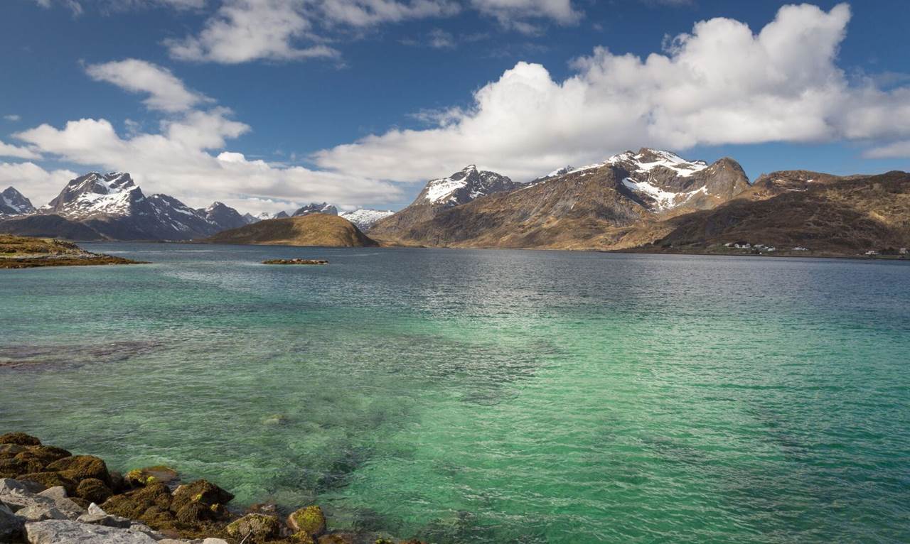 lofoten skua nature 5