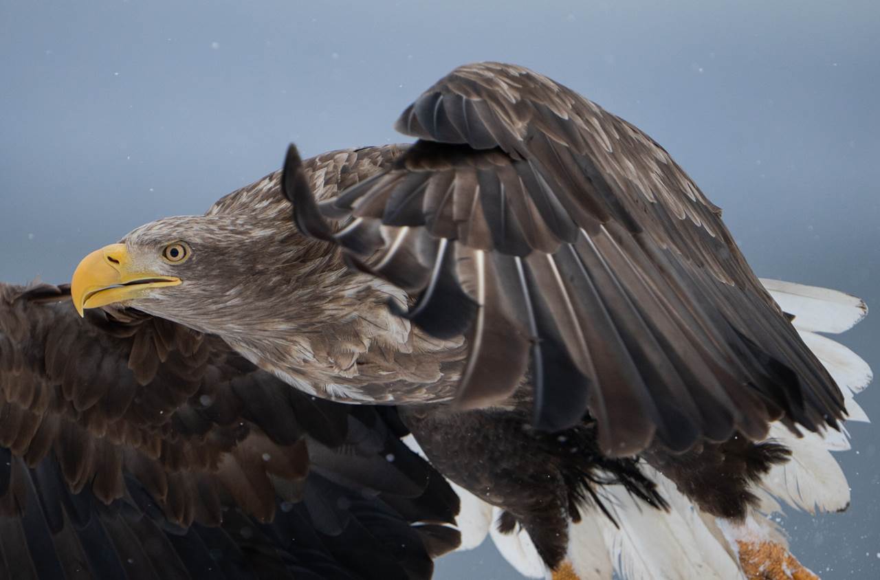 lofoten skua nature 15