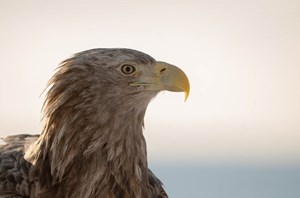 lofoten skua nature 16