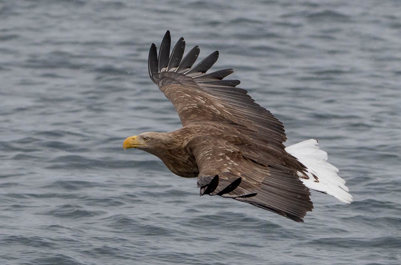lofoten skua nature 18