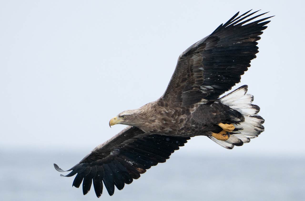 lofoten skua nature 19