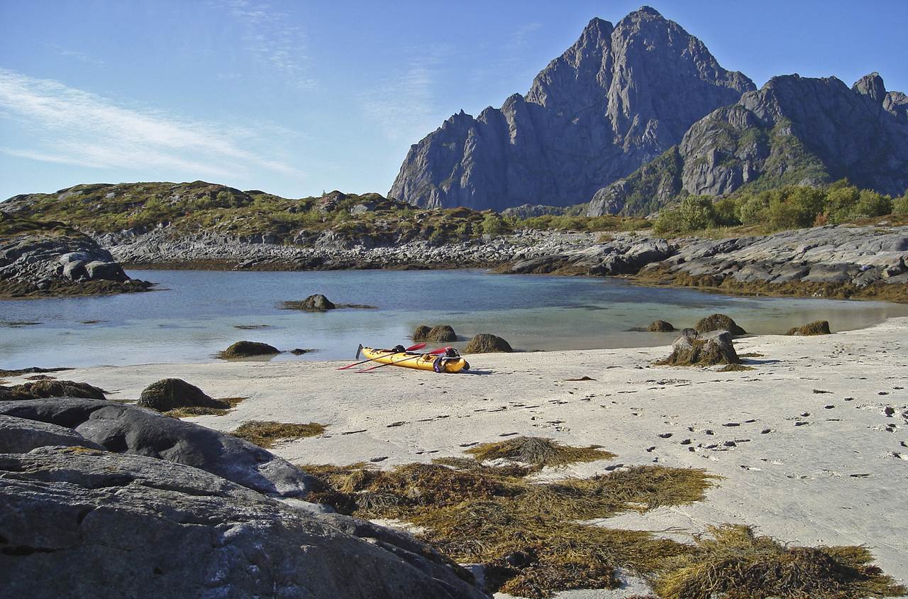 lofoten skua nature 25