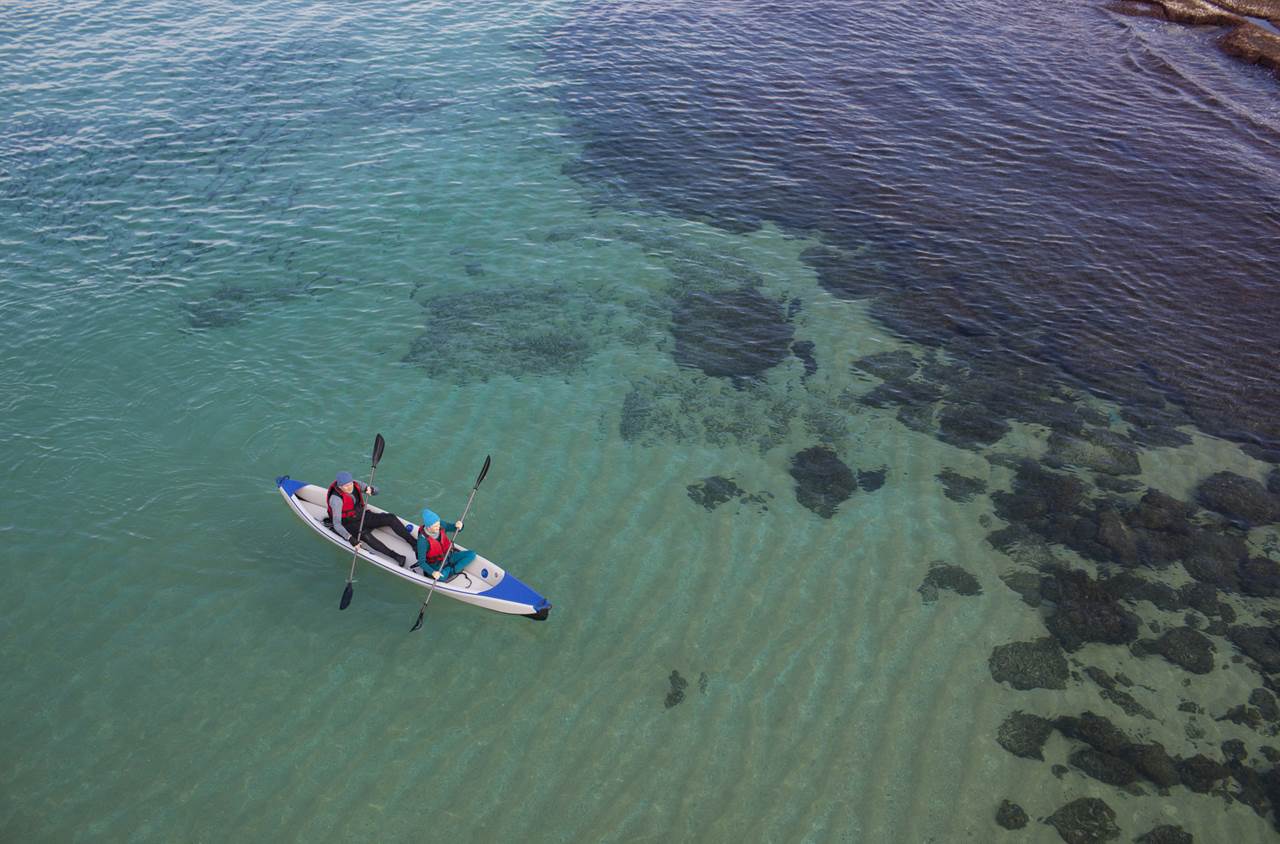 lofoten skua nature 26