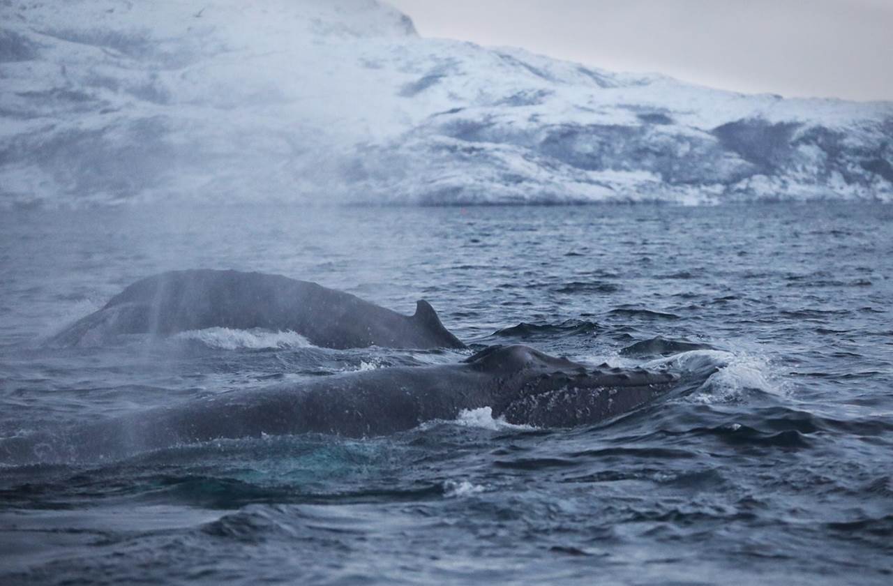 orcas safari whale watching tour 3