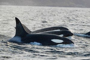 orcas safari whale watching tour 4