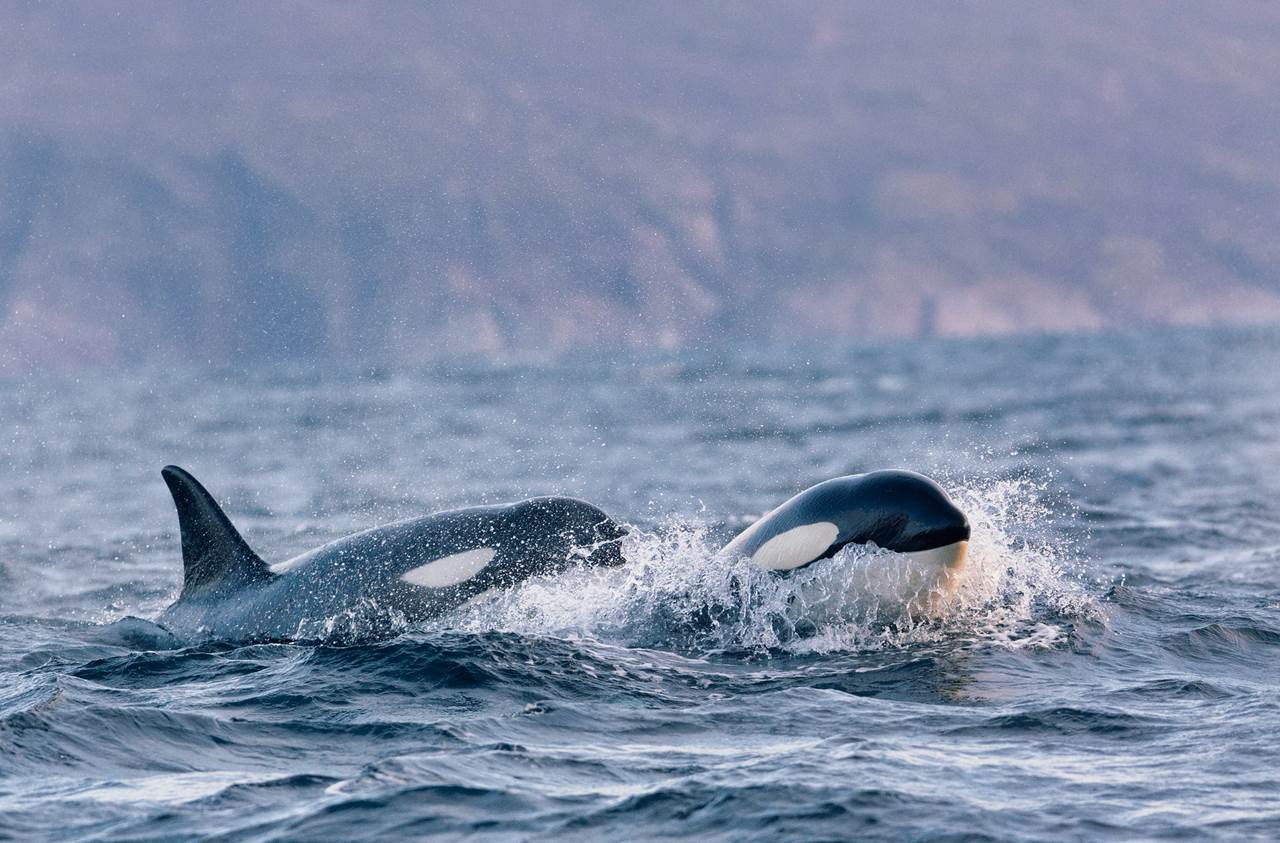 orcas safari whale watching tour 7