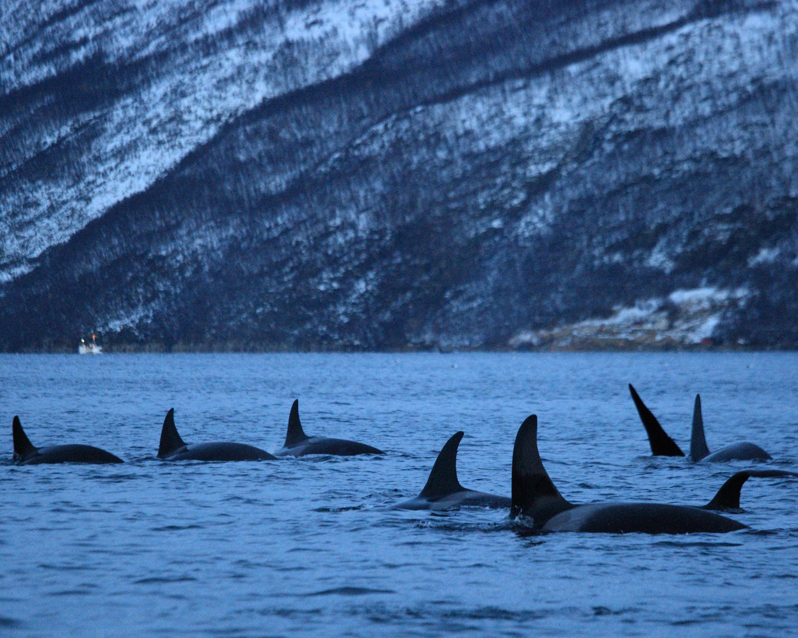 orcas safari whale watching tour 10
