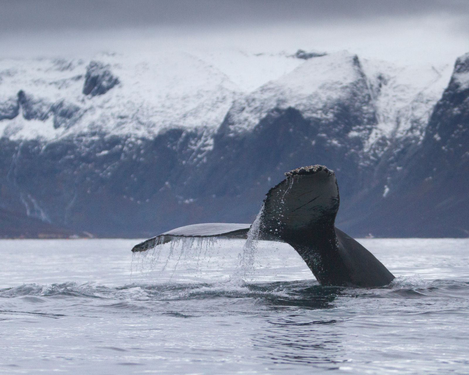 orcas safari whale watching tour 11