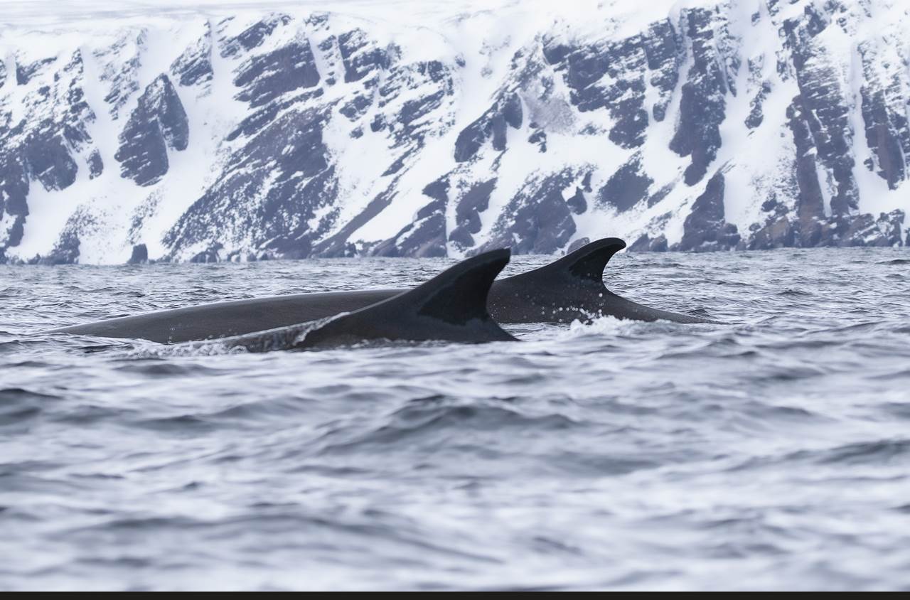 orcas safari whale watching tour 13