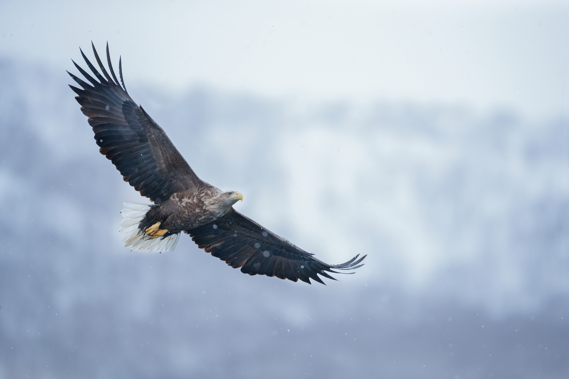 hokkaido winter tour skua 1