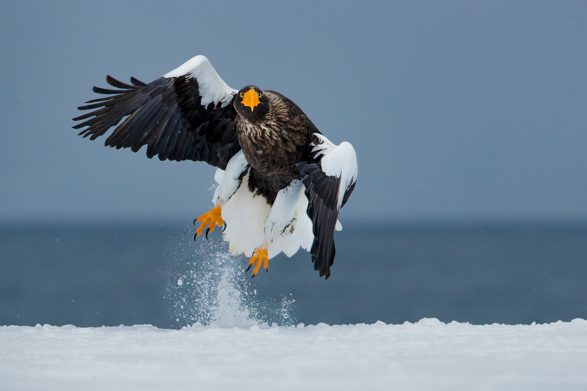 hokkaido winter tour skua 2