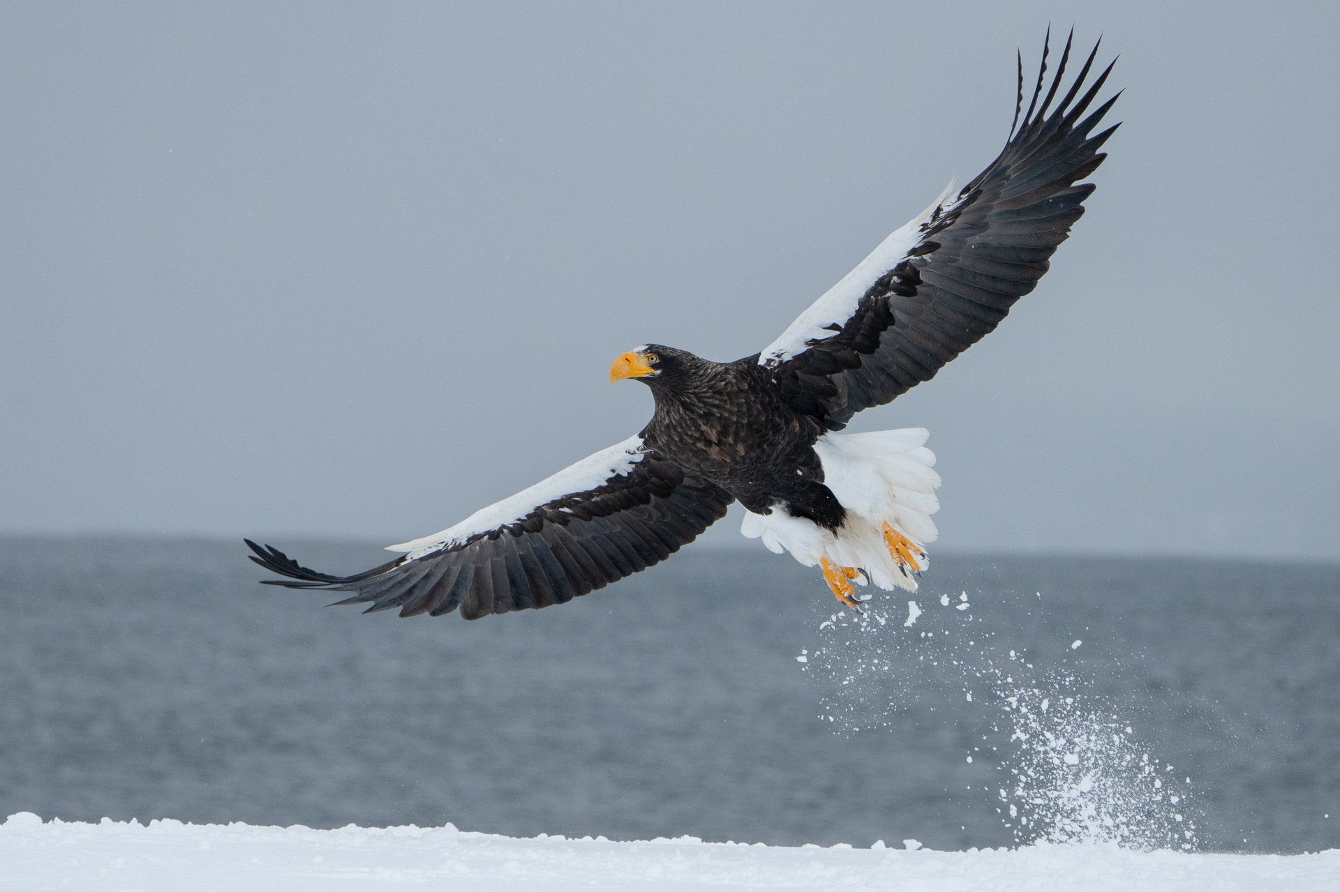 hokkaido winter tour skua 5