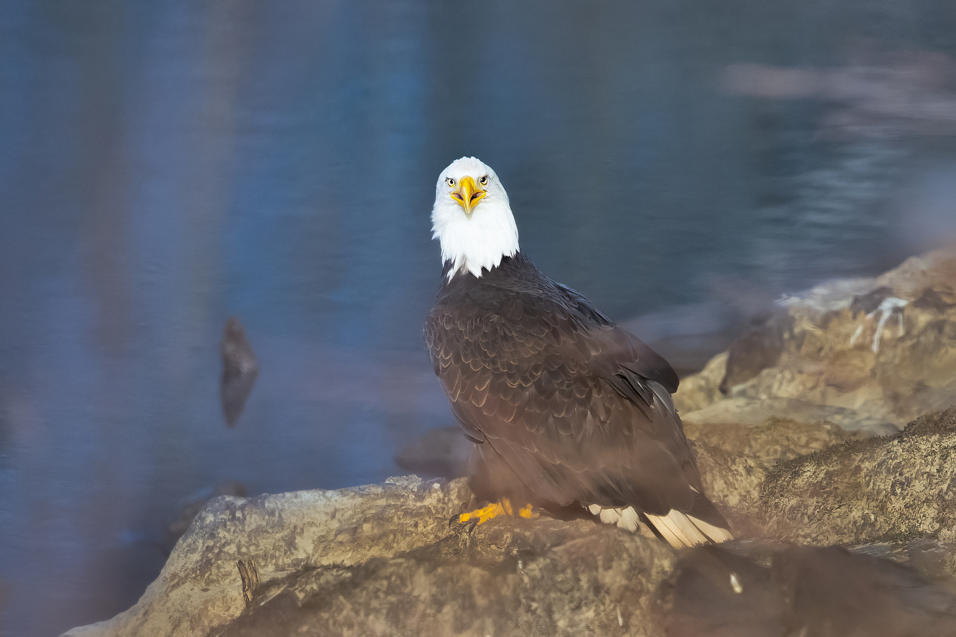 canada owls tour skua 1