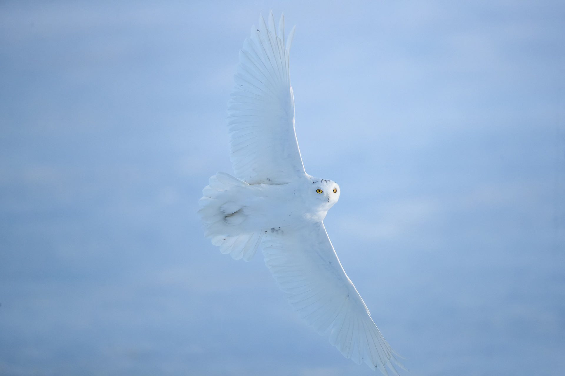 canada owls tour skua 2