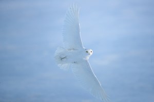 canada owls tour skua 2