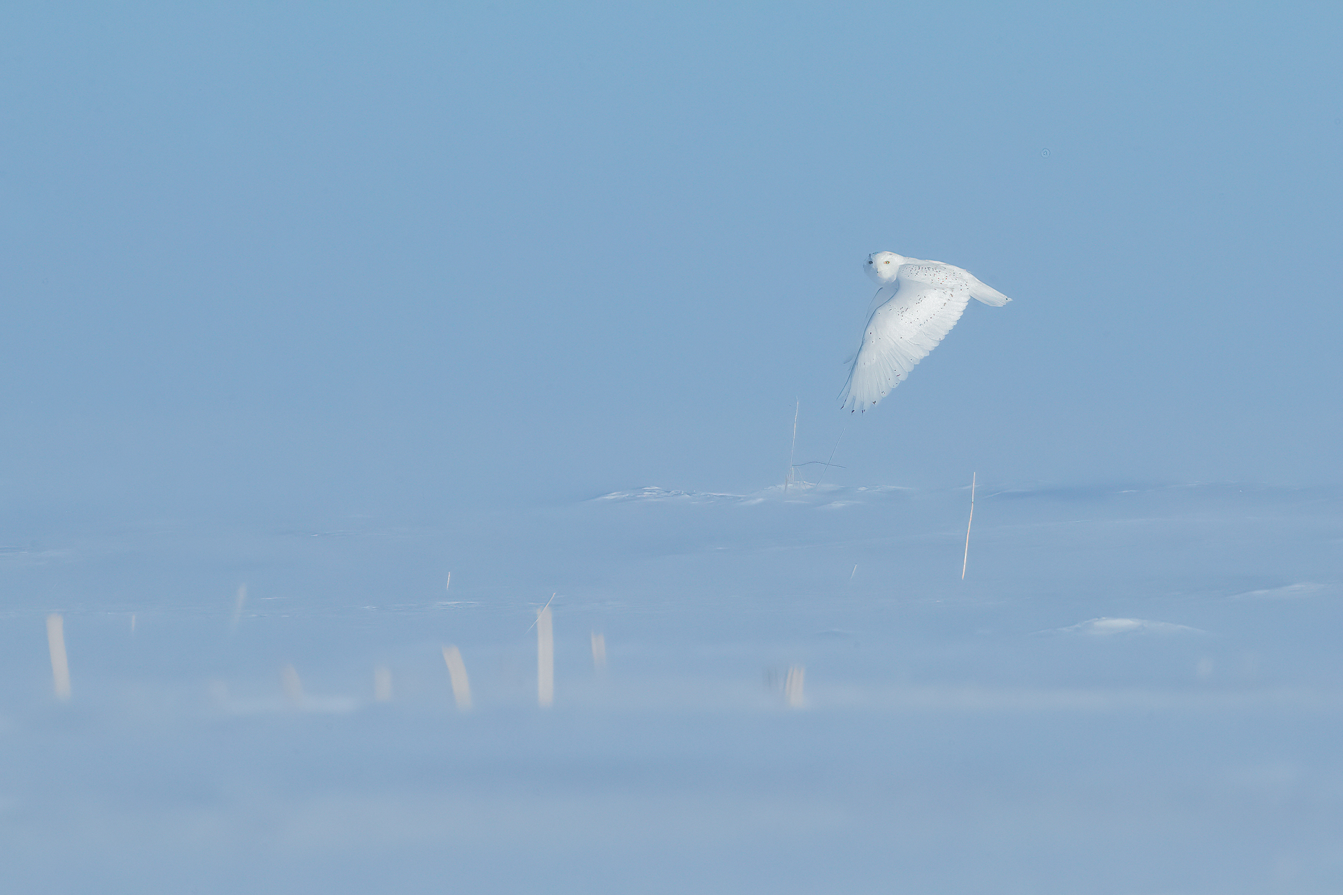 canada owls tour skua 3