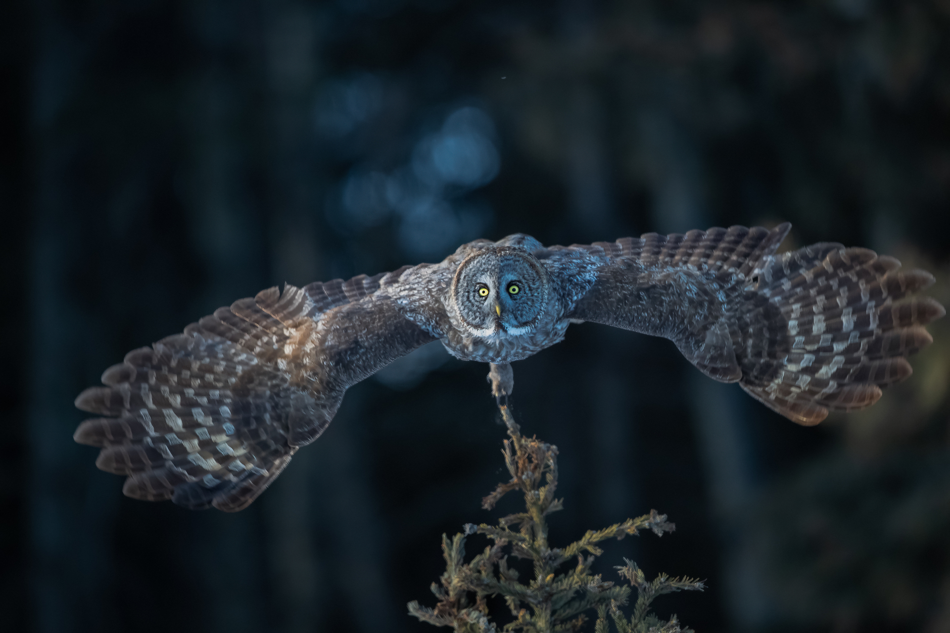 canada owls tour skua 4