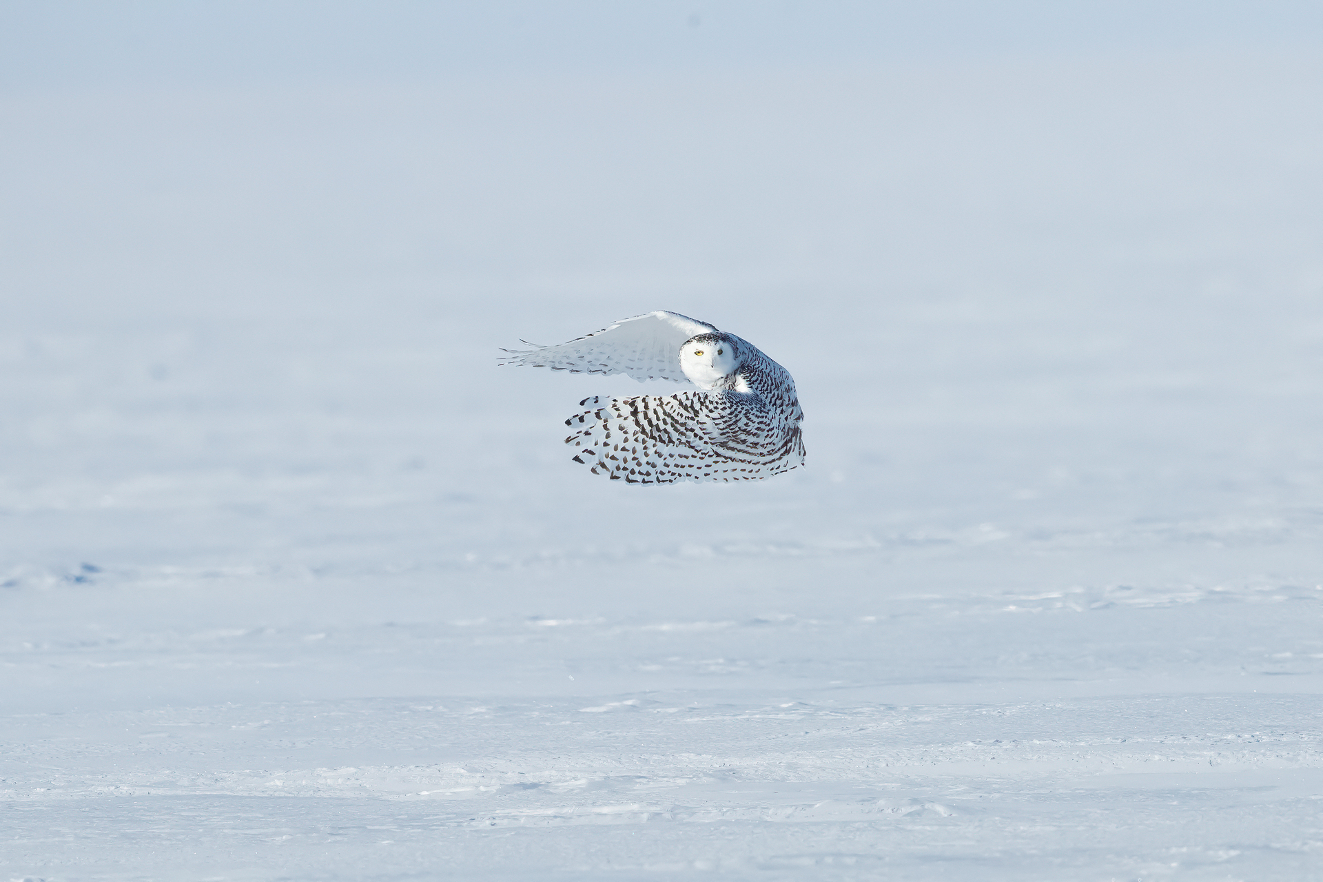 canada owls tour skua 6