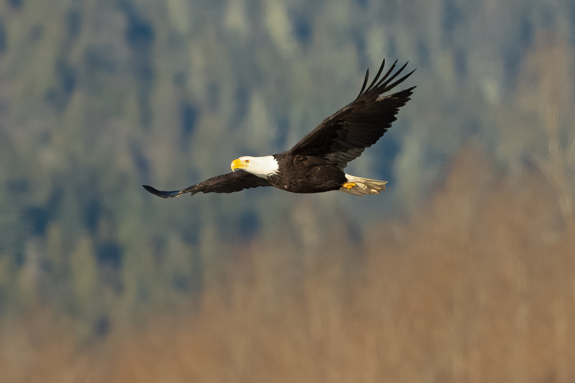 canada owls tour skua 7