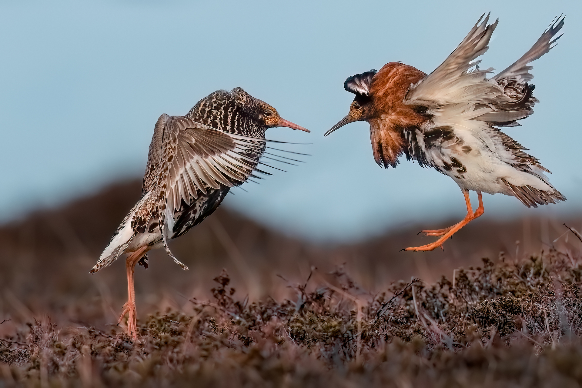 varanger spring photographic tour skua 15