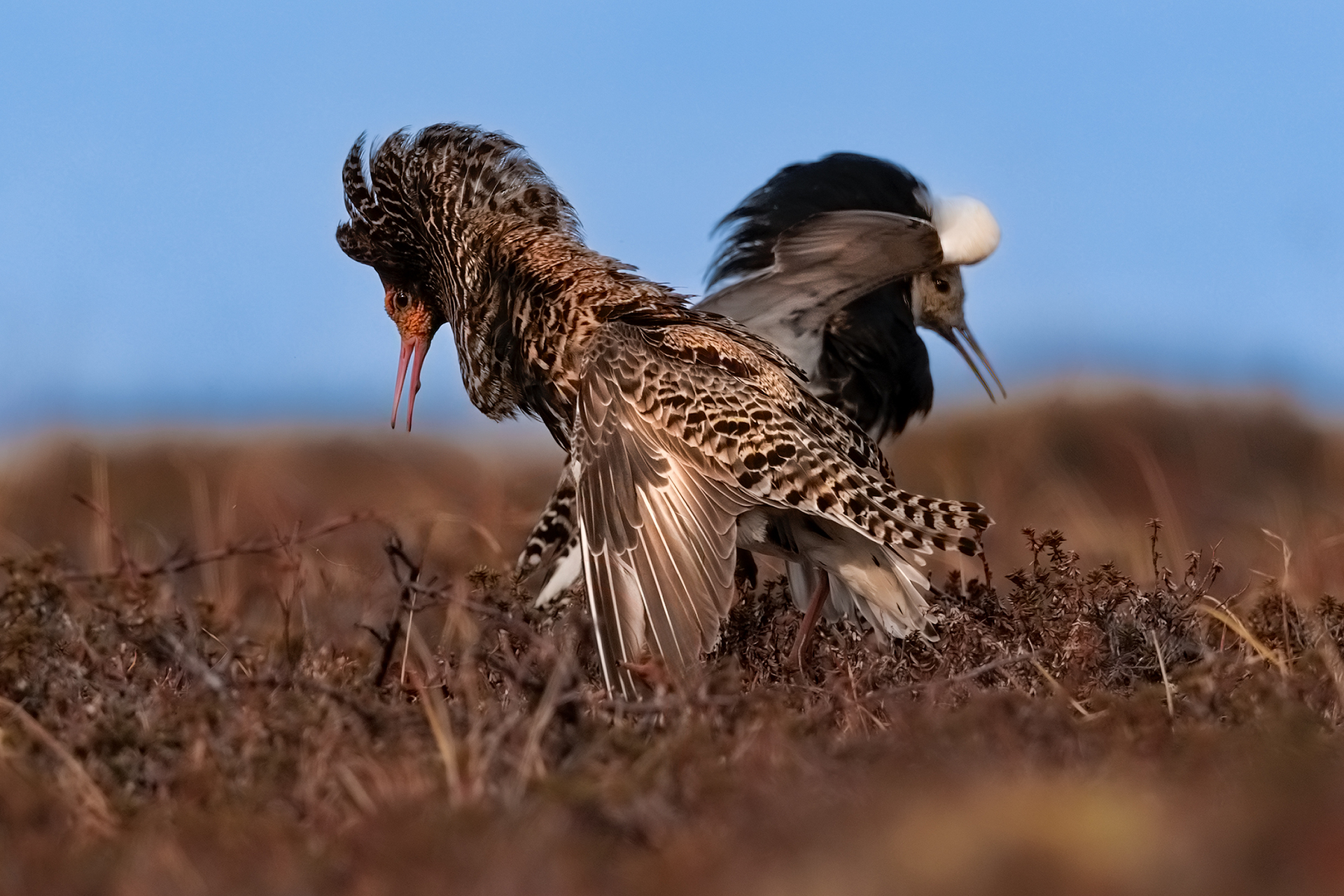 varanger spring photographic tour skua 16