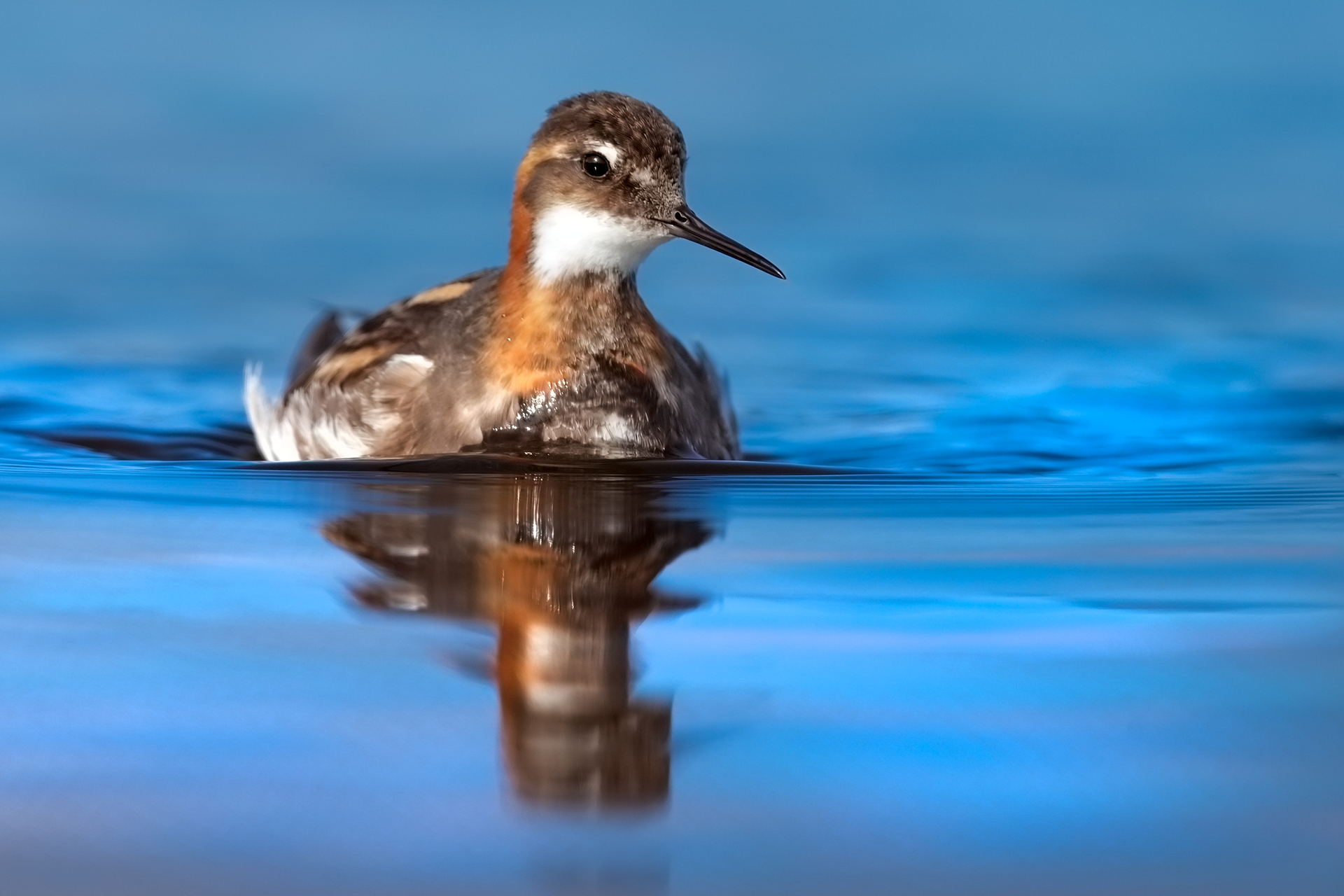 varanger spring photographic tour skua 17