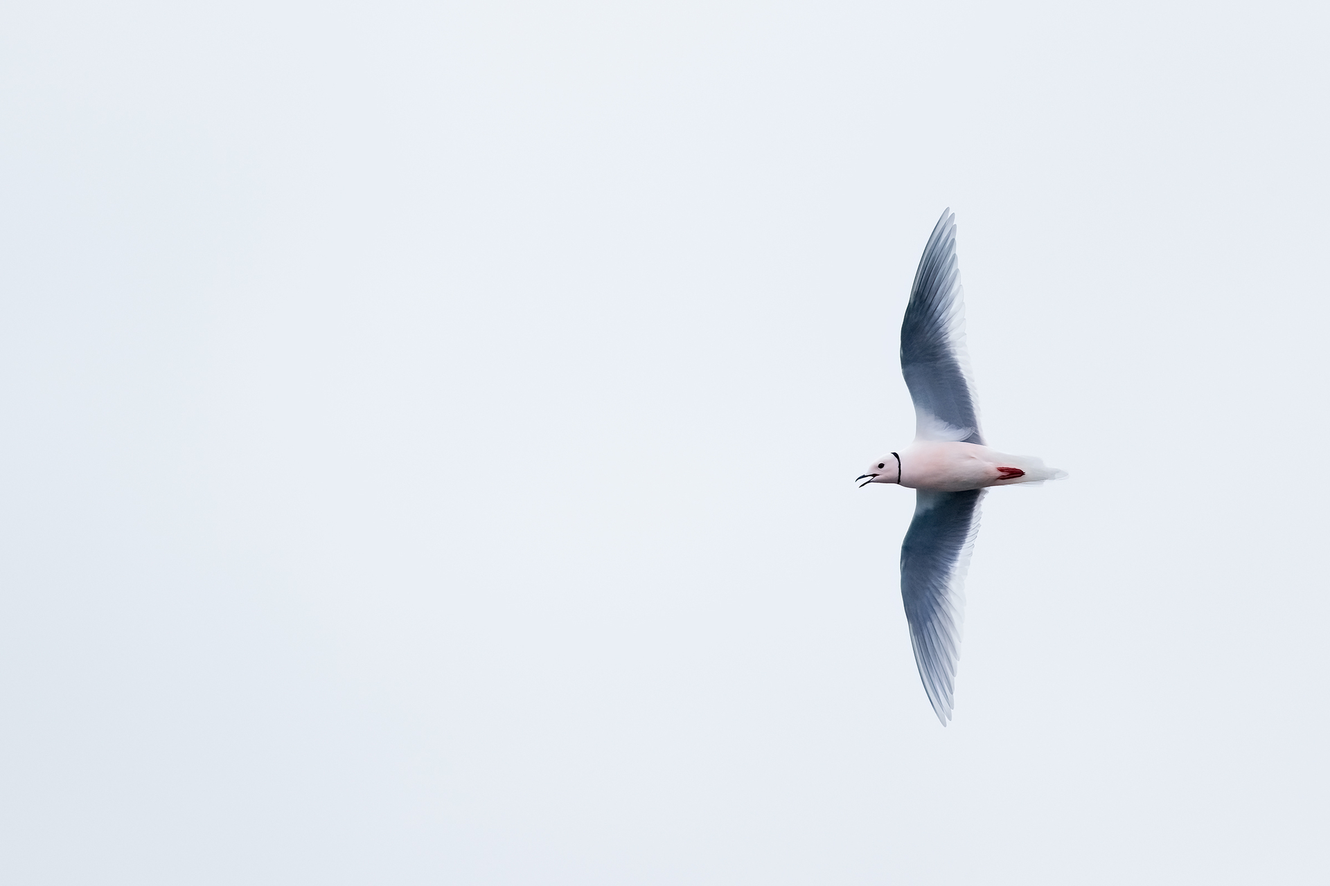 varanger summer photo tour skua