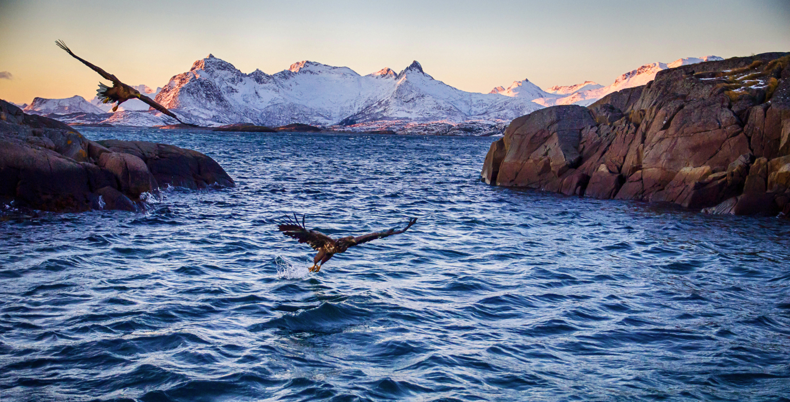 lofoten skua nature 28
