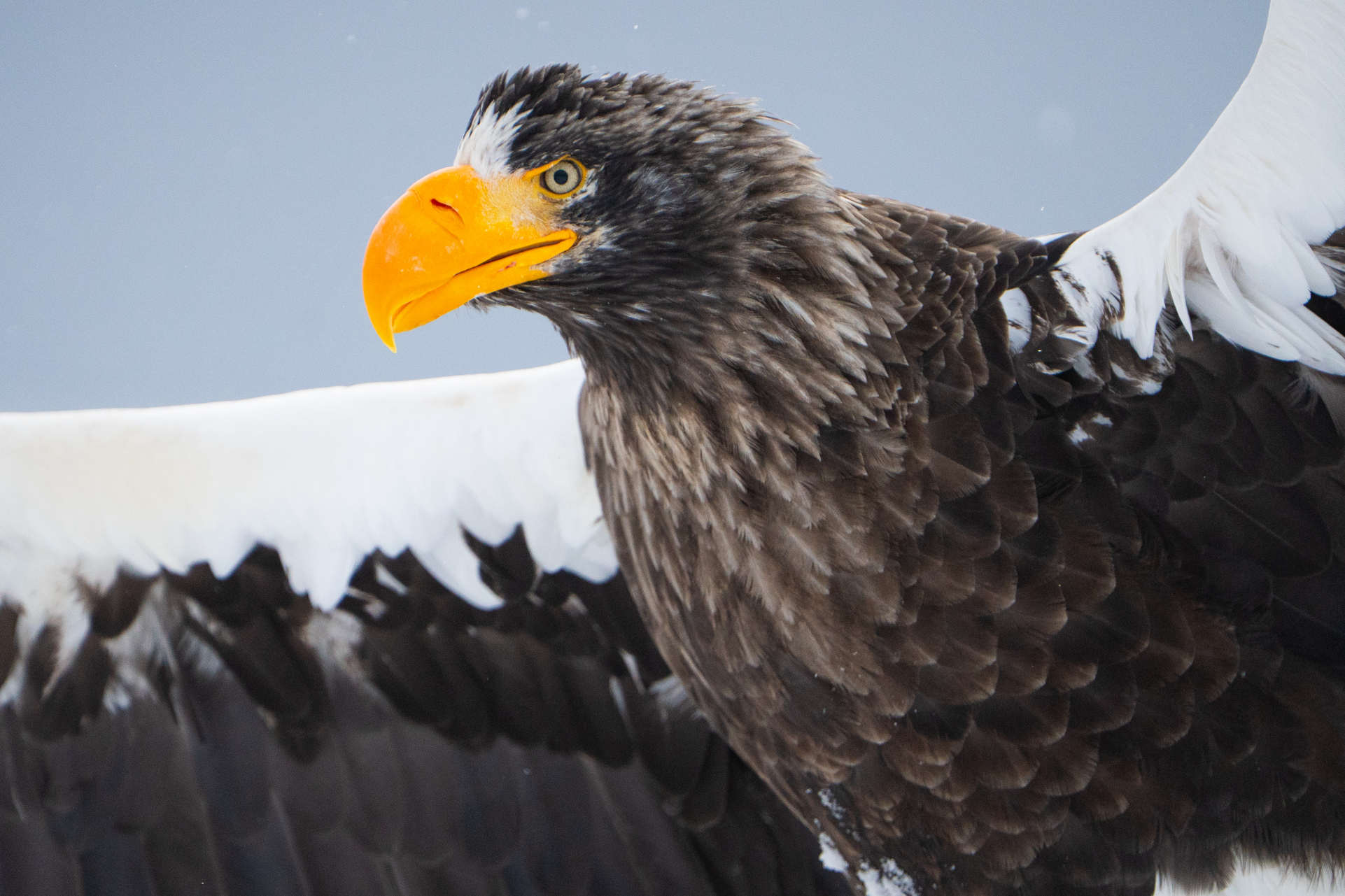 hokkaido winter tour skua 12
