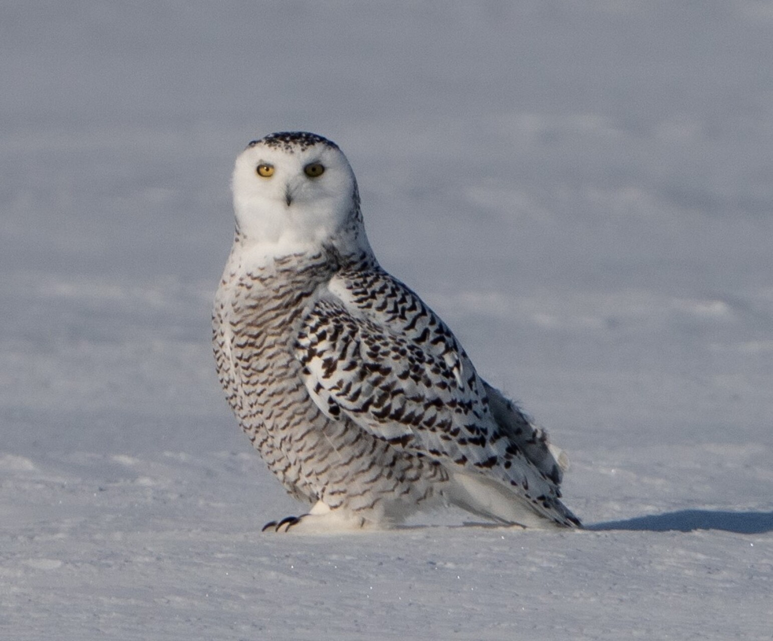 canada owls tour skua 9