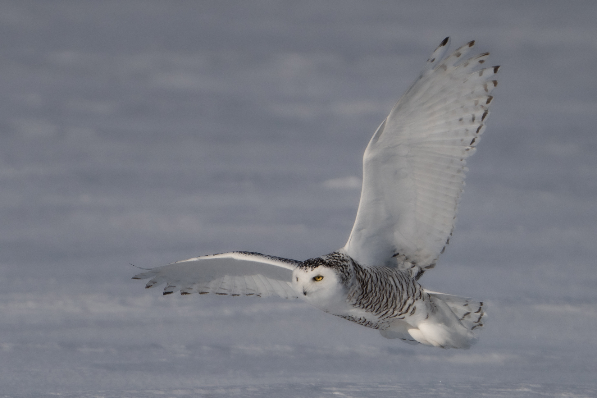 canada owls tour skua 10