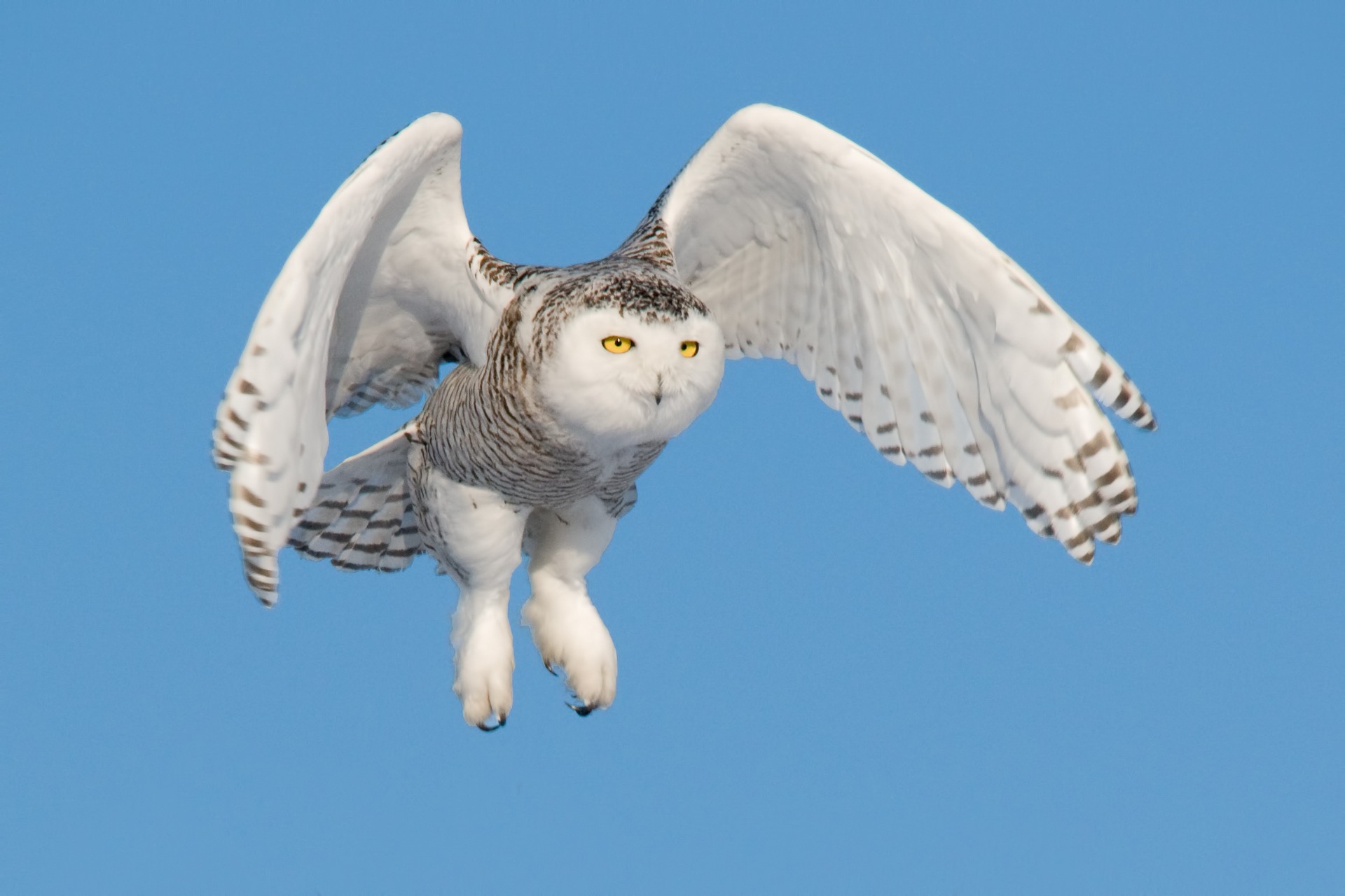 canada owls tour skua 5