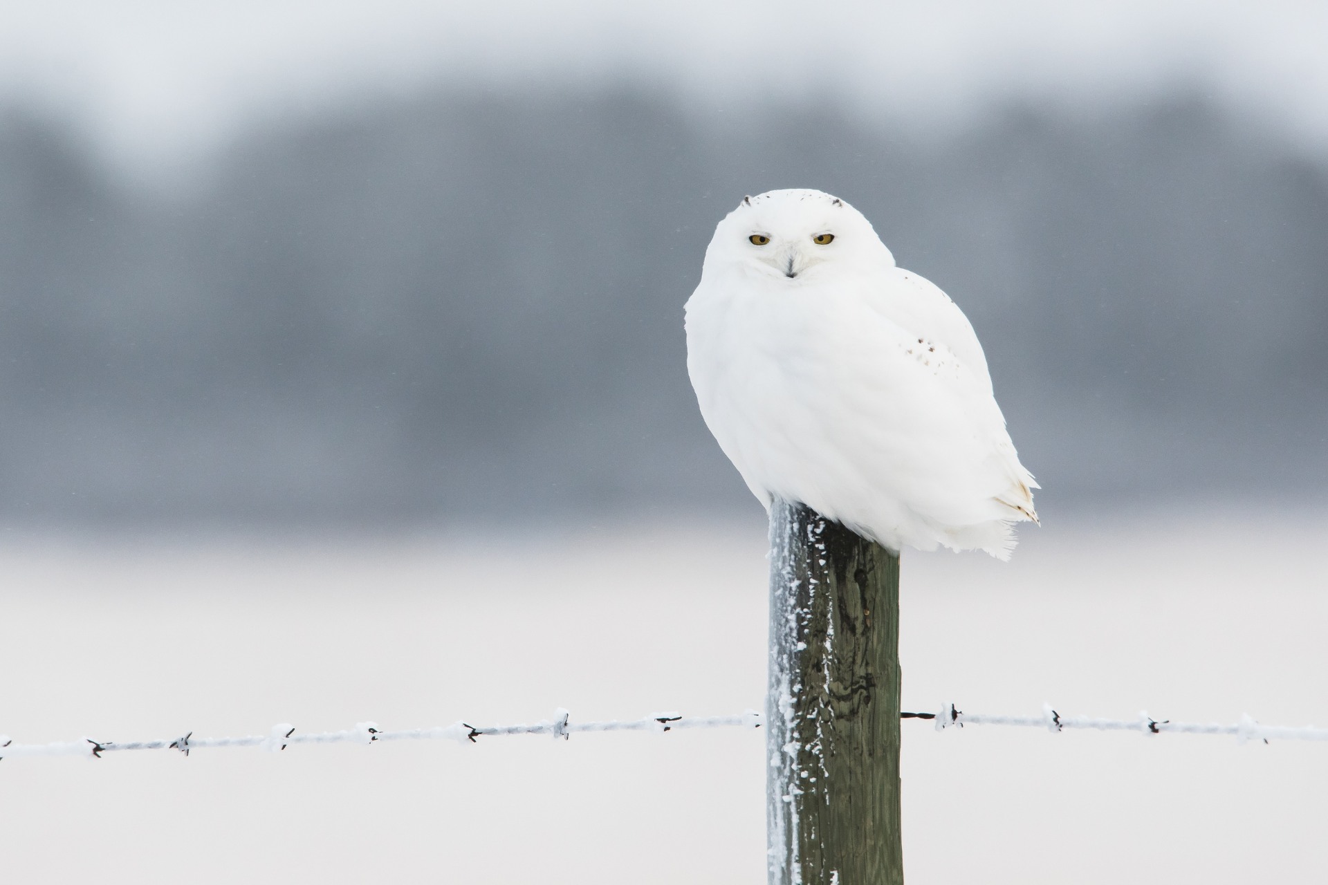 canada owls tour skua 4