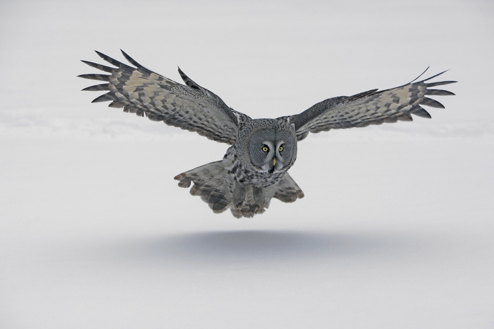 karelia owls tour skua 3