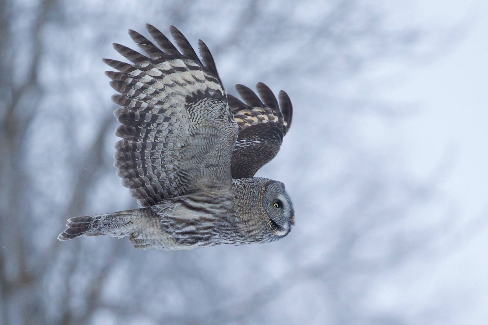 karelia owls tour skua 2