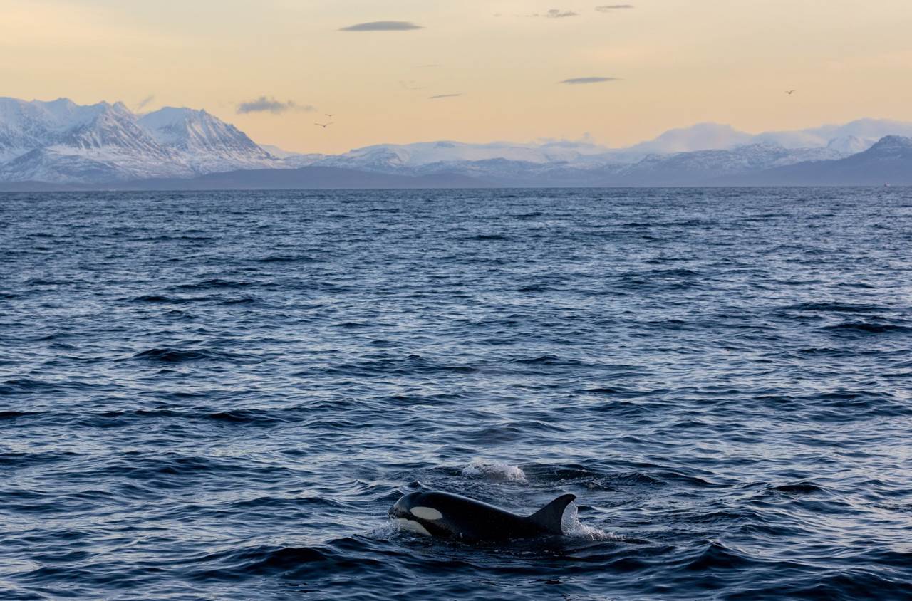 orcas safari whale watching tour 14