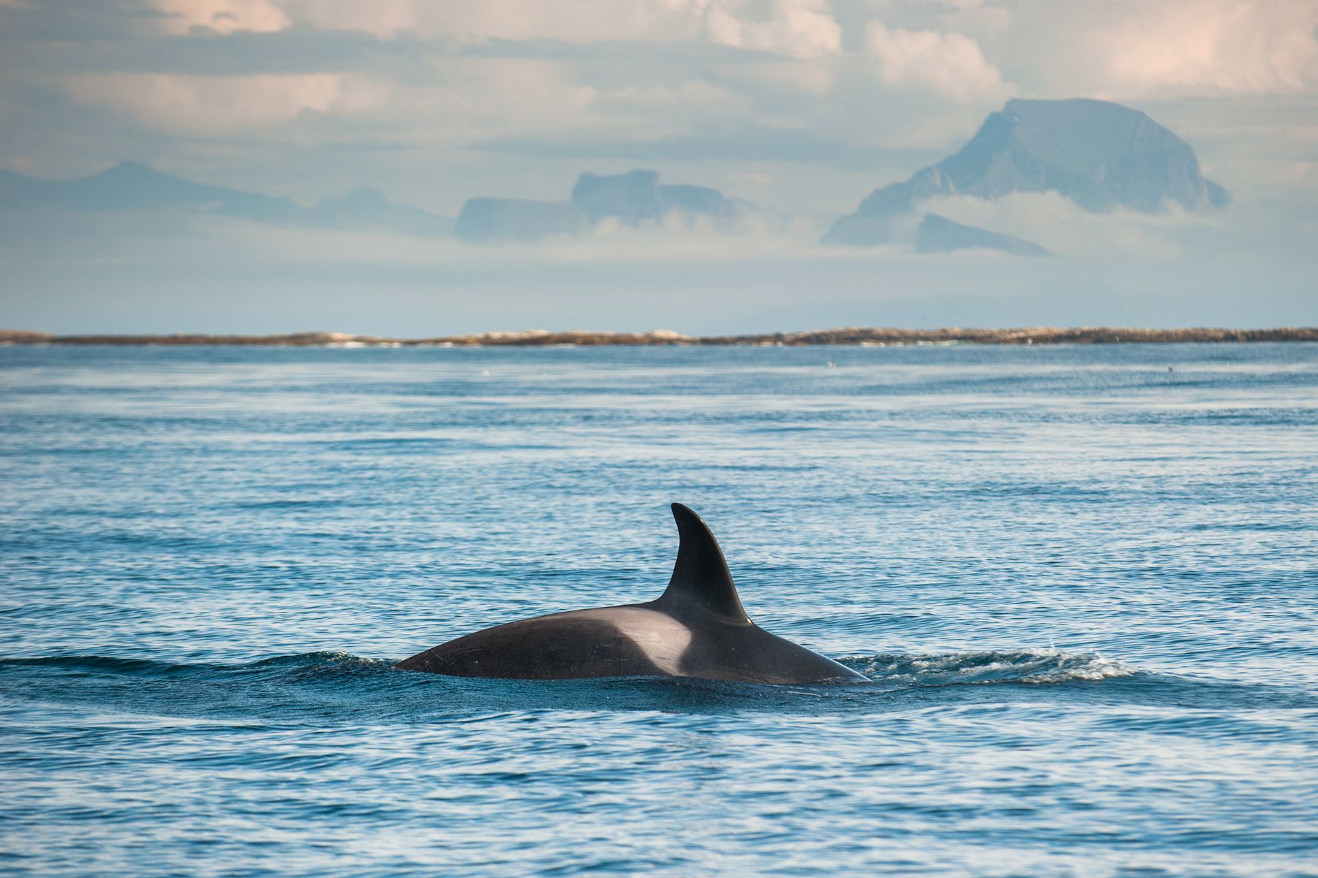 orcas safari whale watching tour 15