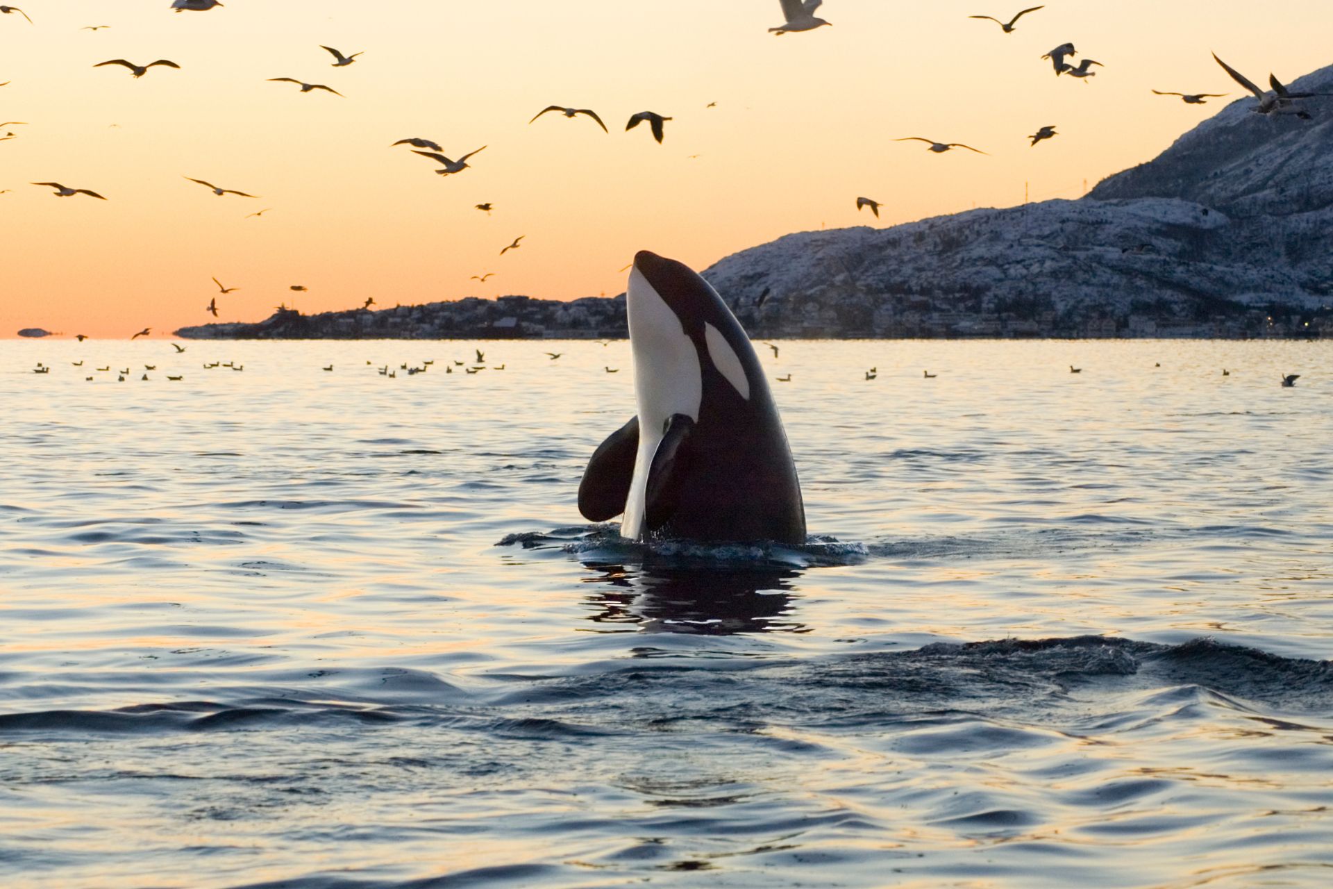 orcas safari whale watching tour 16