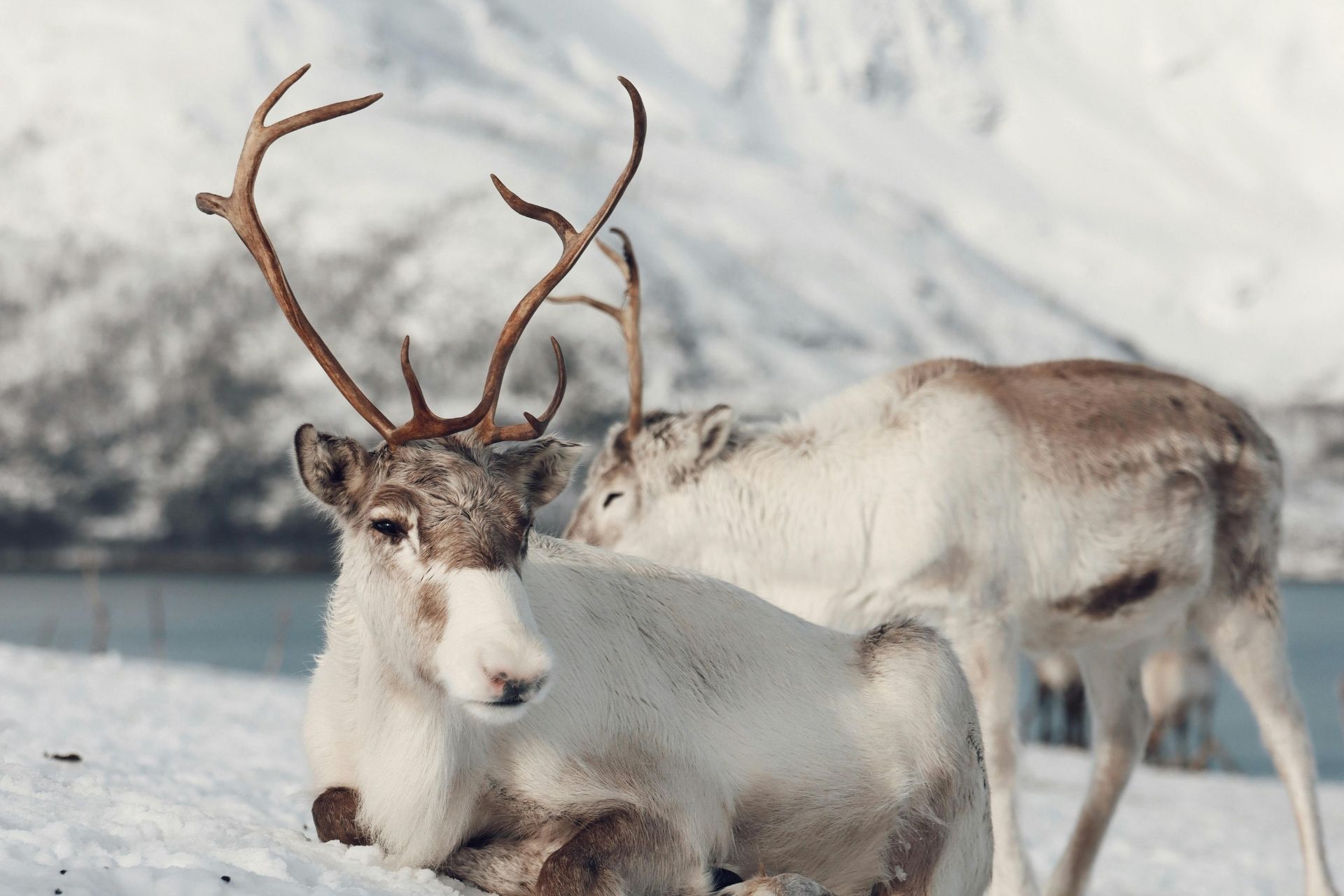 tour aurore boreali skua nature 13