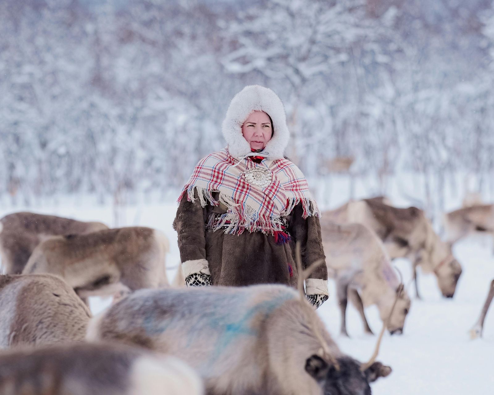 tour aurore boreali skua