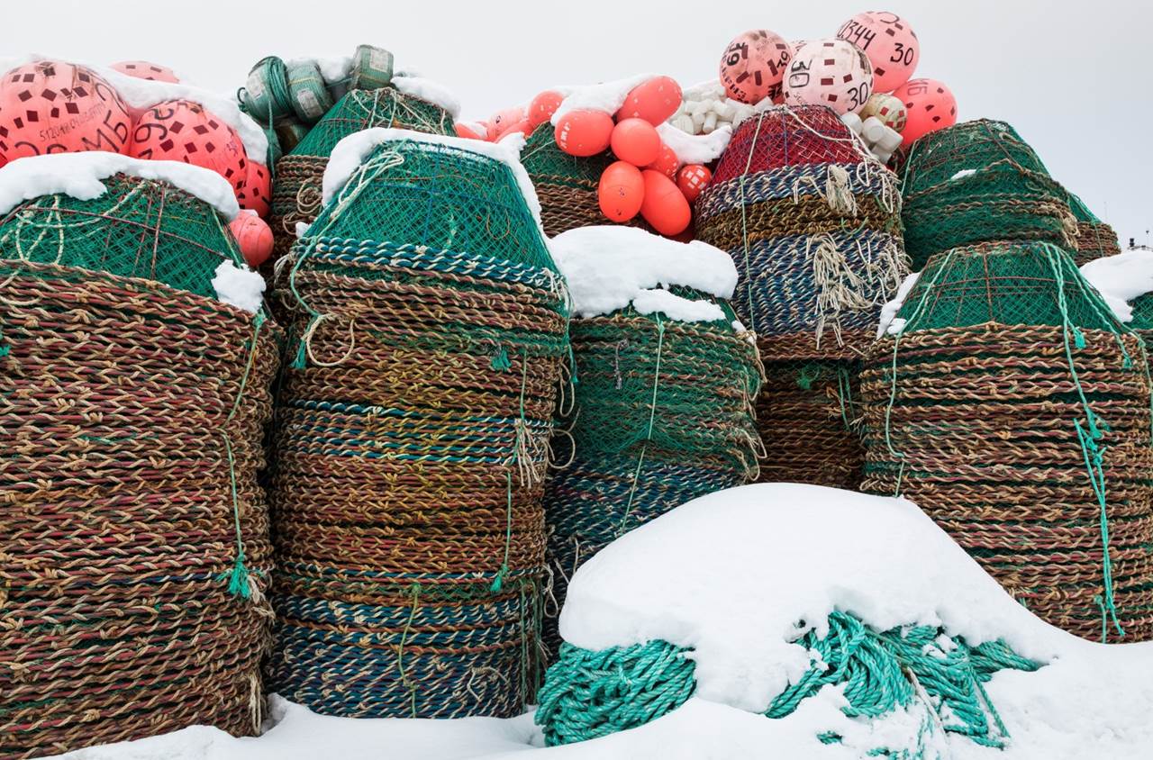 tour aurore boreali skua nature varanger 2