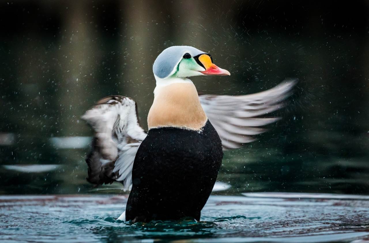 tour aurore boreali skua nature varanger 3