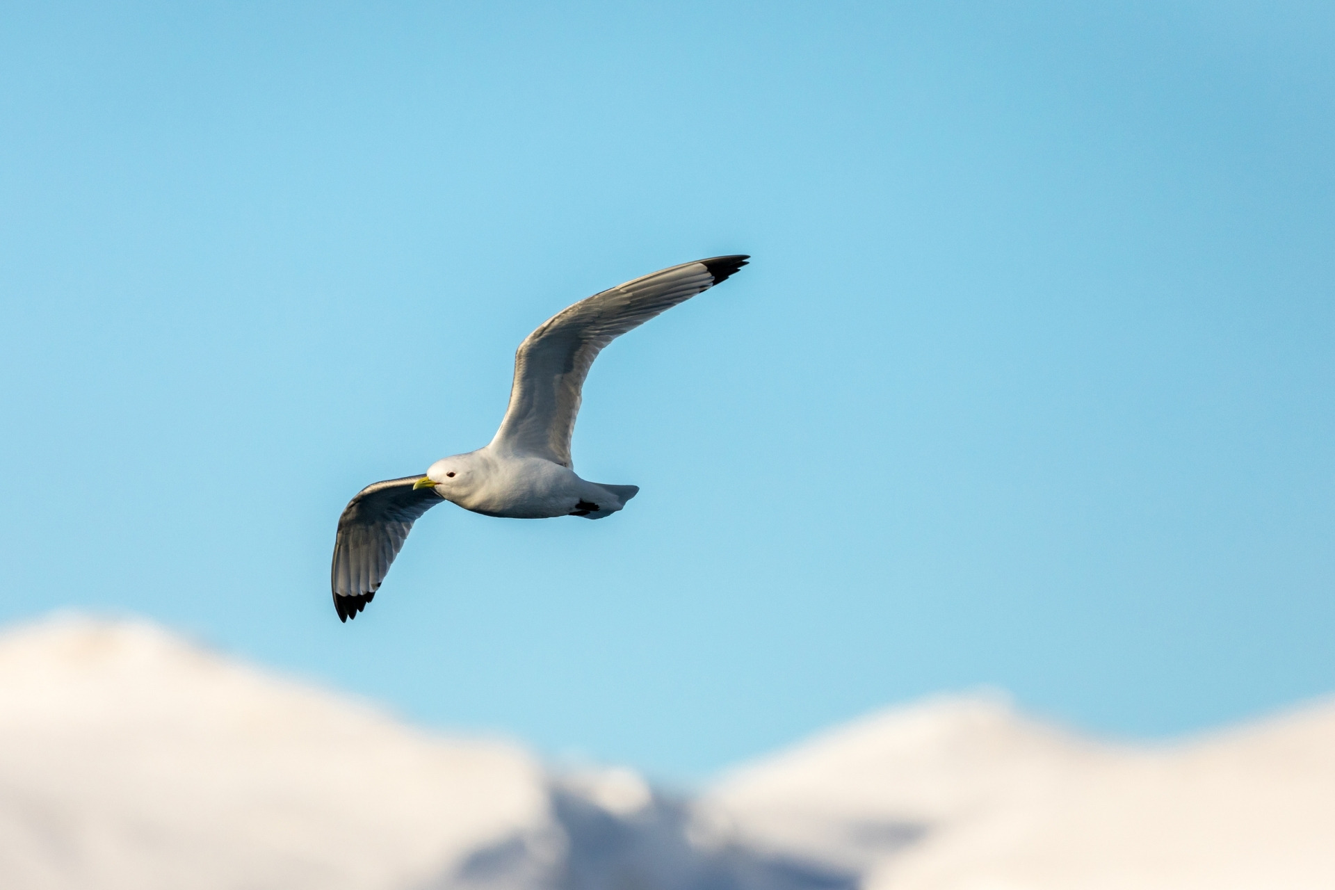 tour aurore boreali skua nature varanger 4