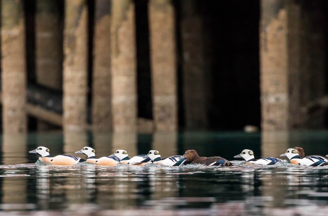 tour aurore boreali skua nature varanger 43