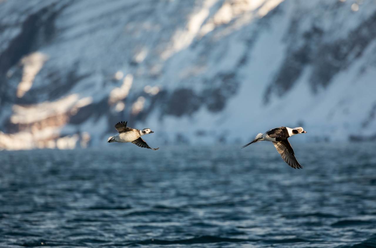 tour aurore boreali skua nature varanger 8