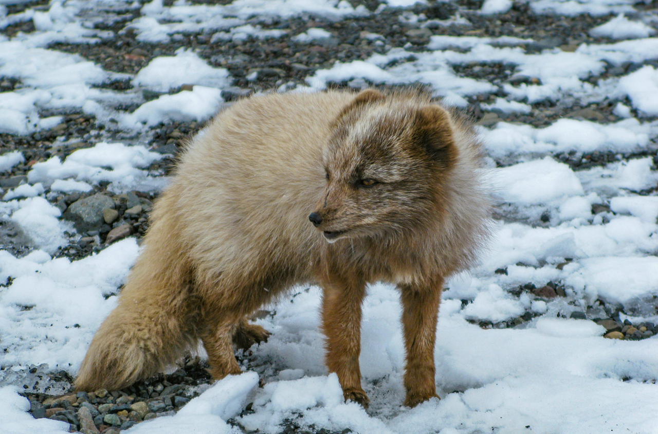 epic arctic tour skua nature 2