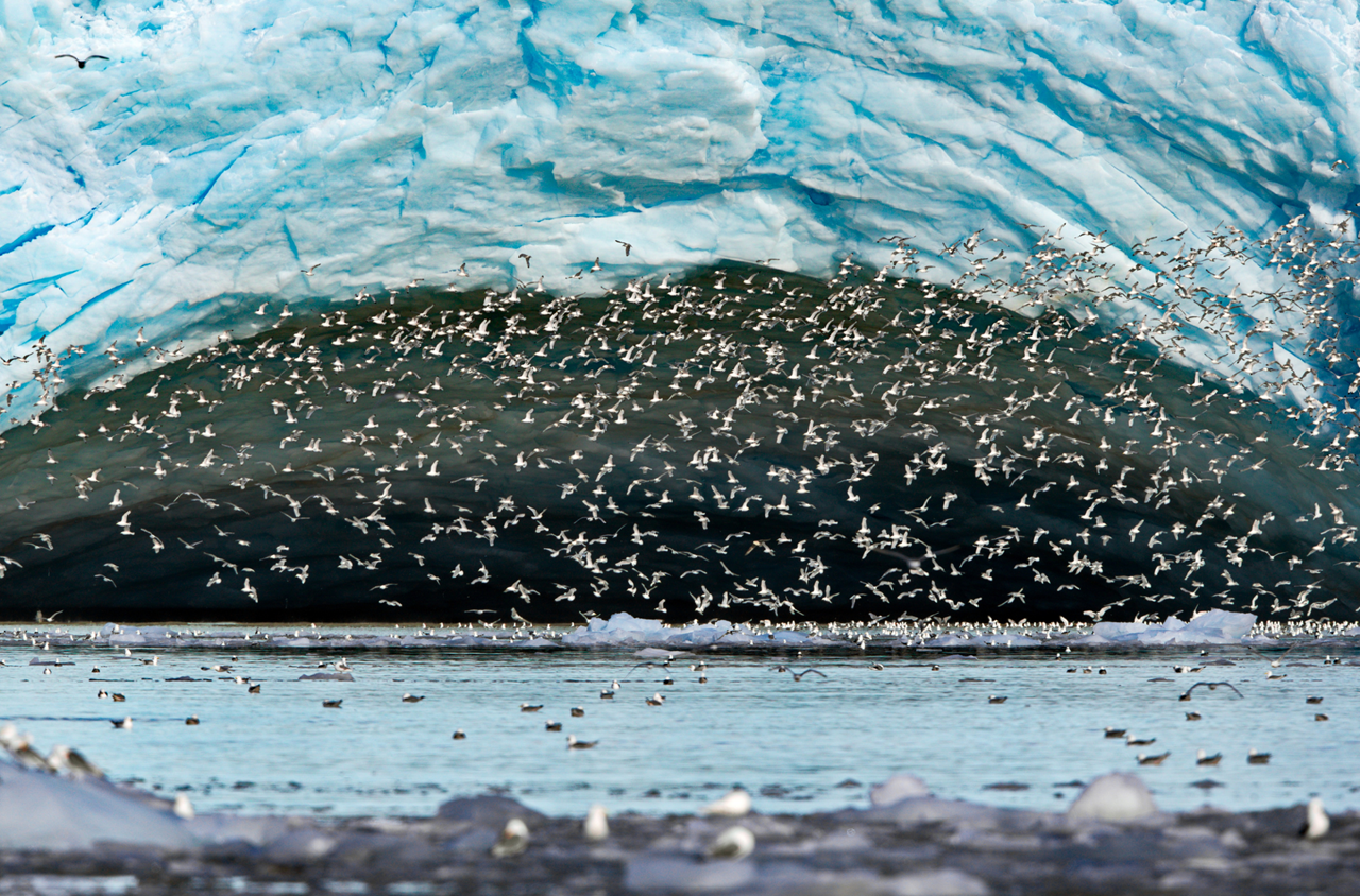 epic arctic tour skua nature 3
