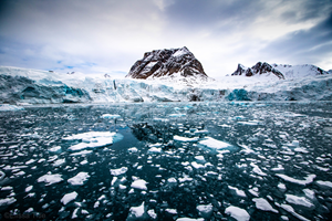 epic arctic tour skua nature 1